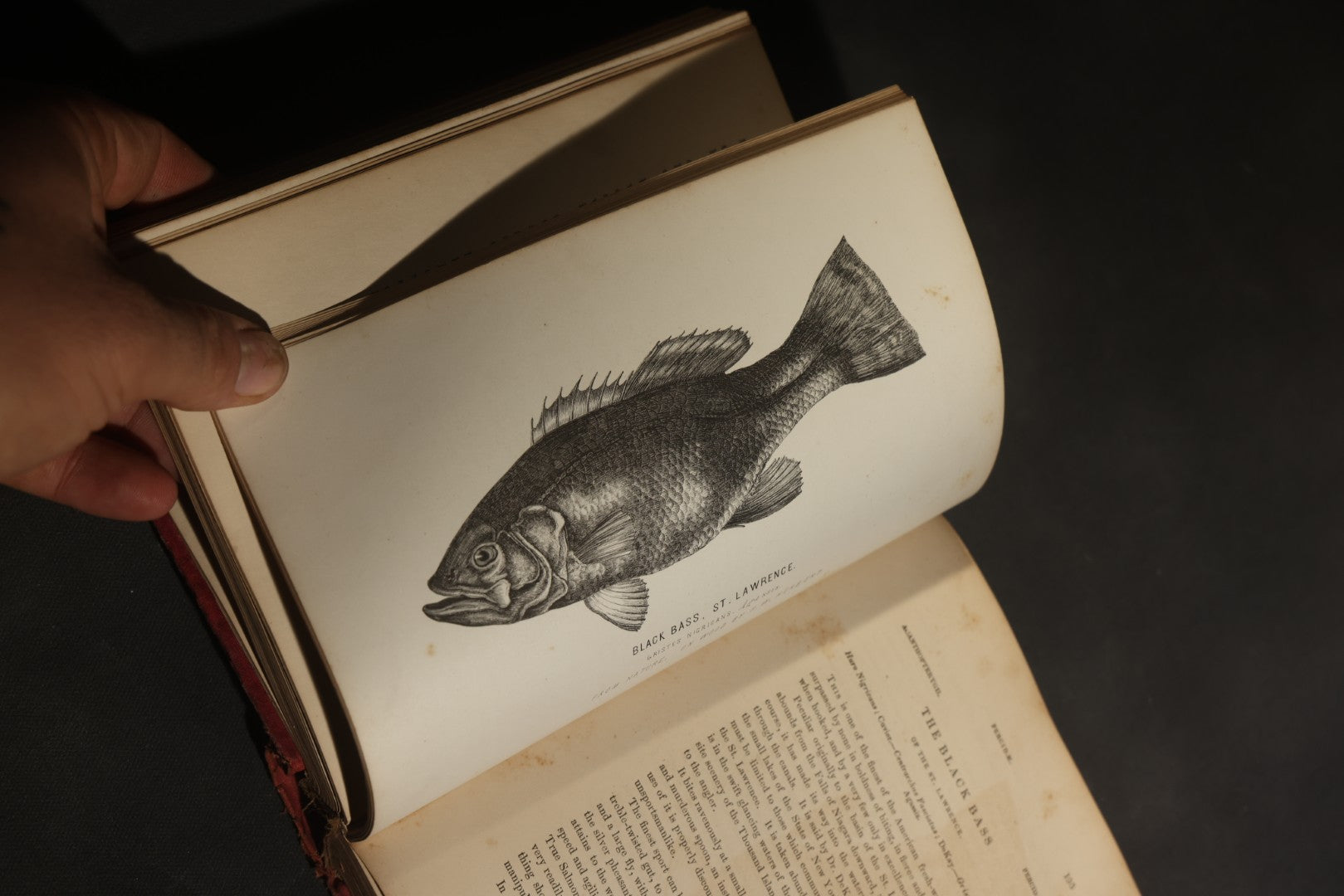 "Frank Forester's Fish and Fishing of the United States and British Provinces of North America" Antique Fishing Book by Henry William Herbert, Illustrated from Nature, Published by W.A. Townsend, New York, 1864