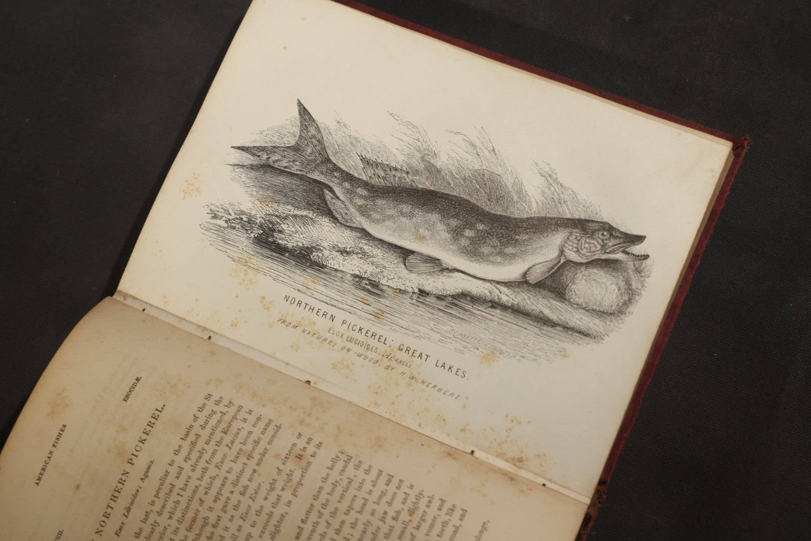 "Frank Forester's Fish and Fishing of the United States and British Provinces of North America" Antique Fishing Book by Henry William Herbert, Illustrated from Nature, Published by W.A. Townsend, New York, 1864