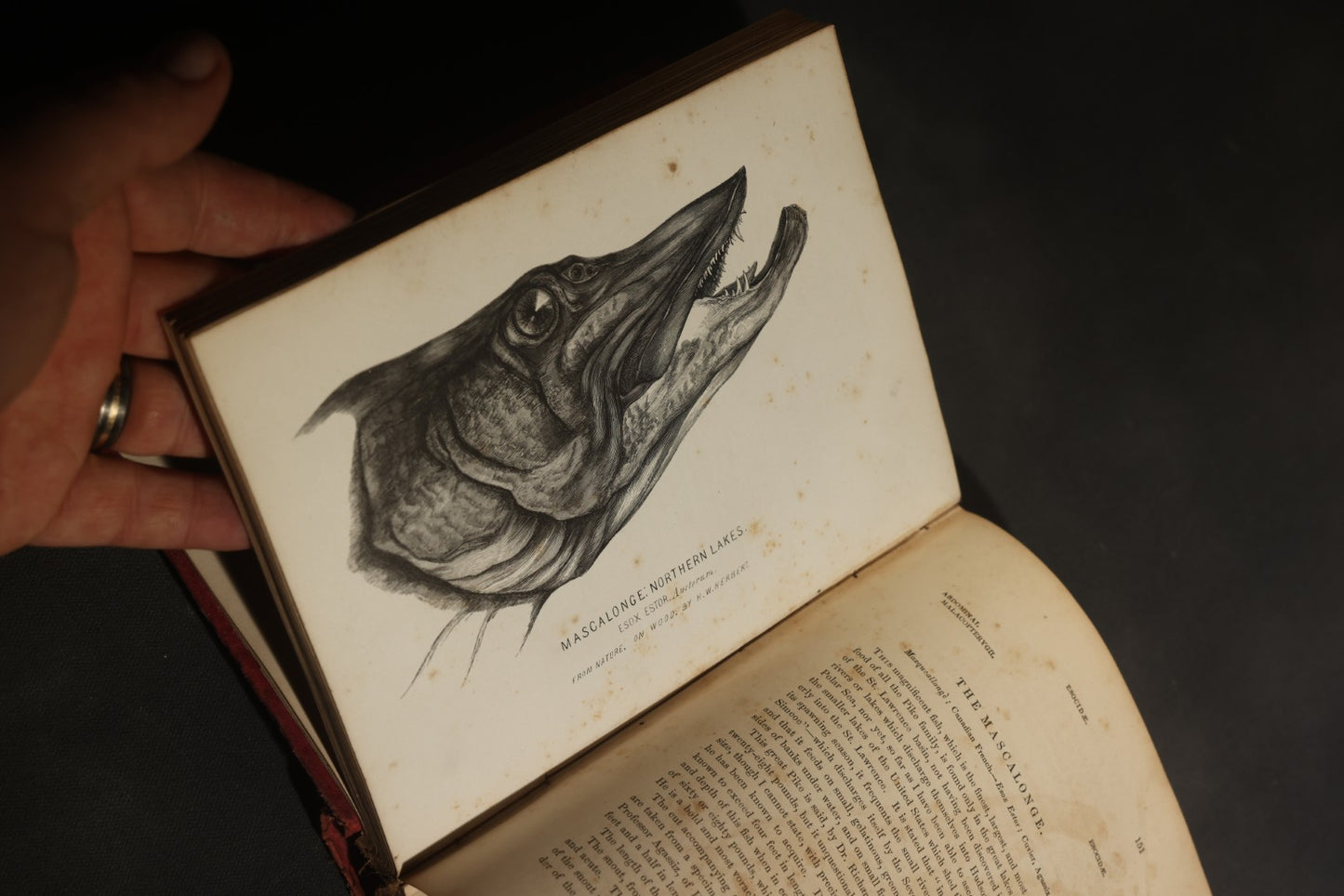 "Frank Forester's Fish and Fishing of the United States and British Provinces of North America" Antique Fishing Book by Henry William Herbert, Illustrated from Nature, Published by W.A. Townsend, New York, 1864