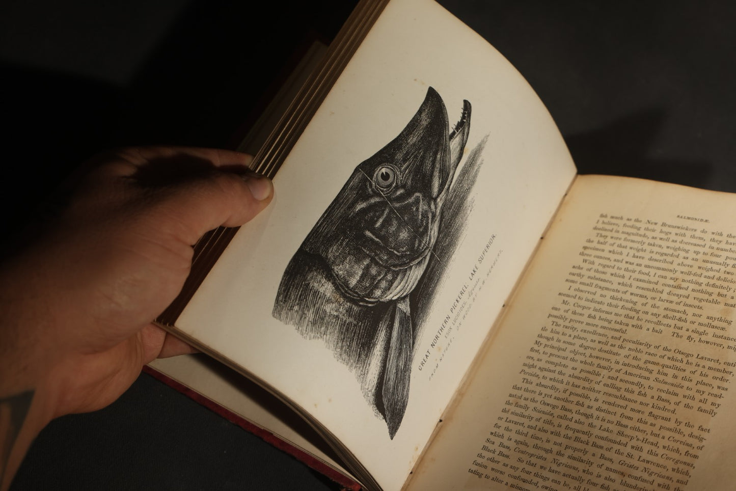 "Frank Forester's Fish and Fishing of the United States and British Provinces of North America" Antique Fishing Book by Henry William Herbert, Illustrated from Nature, Published by W.A. Townsend, New York, 1864