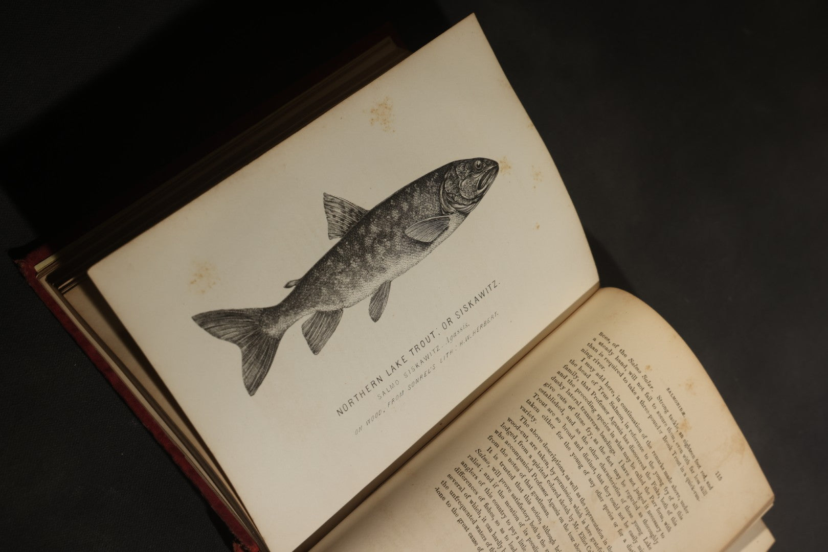 "Frank Forester's Fish and Fishing of the United States and British Provinces of North America" Antique Fishing Book by Henry William Herbert, Illustrated from Nature, Published by W.A. Townsend, New York, 1864