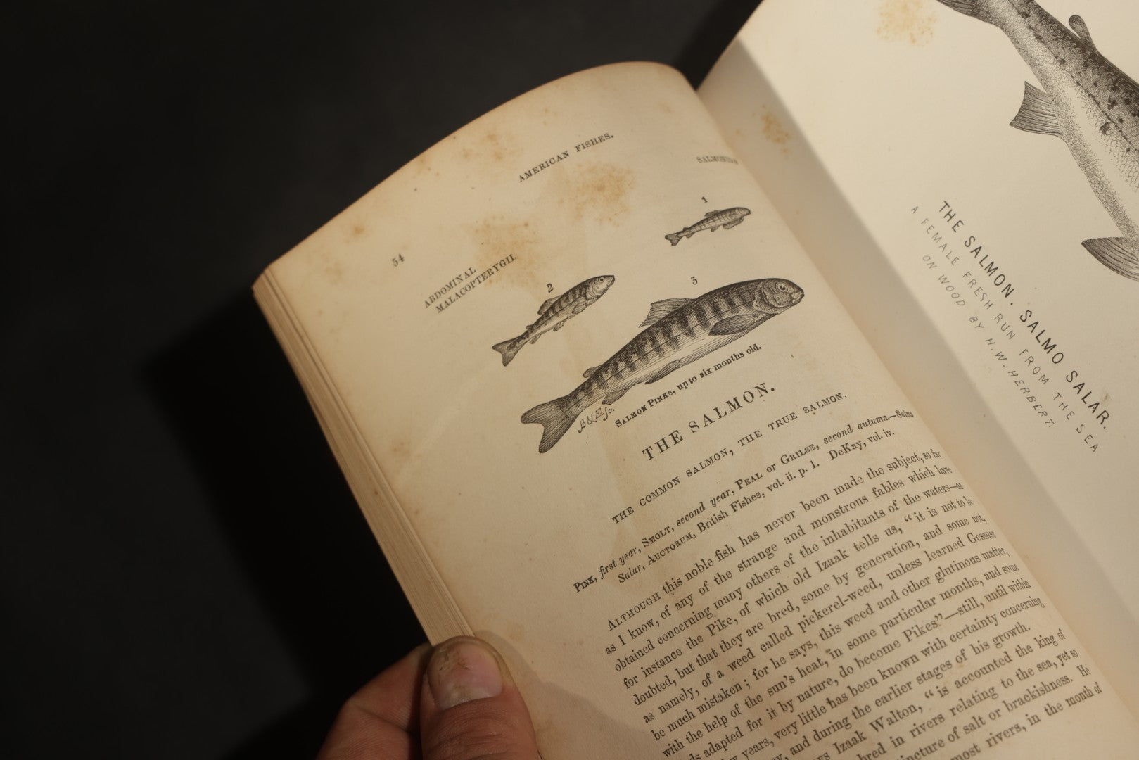 "Frank Forester's Fish and Fishing of the United States and British Provinces of North America" Antique Fishing Book by Henry William Herbert, Illustrated from Nature, Published by W.A. Townsend, New York, 1864