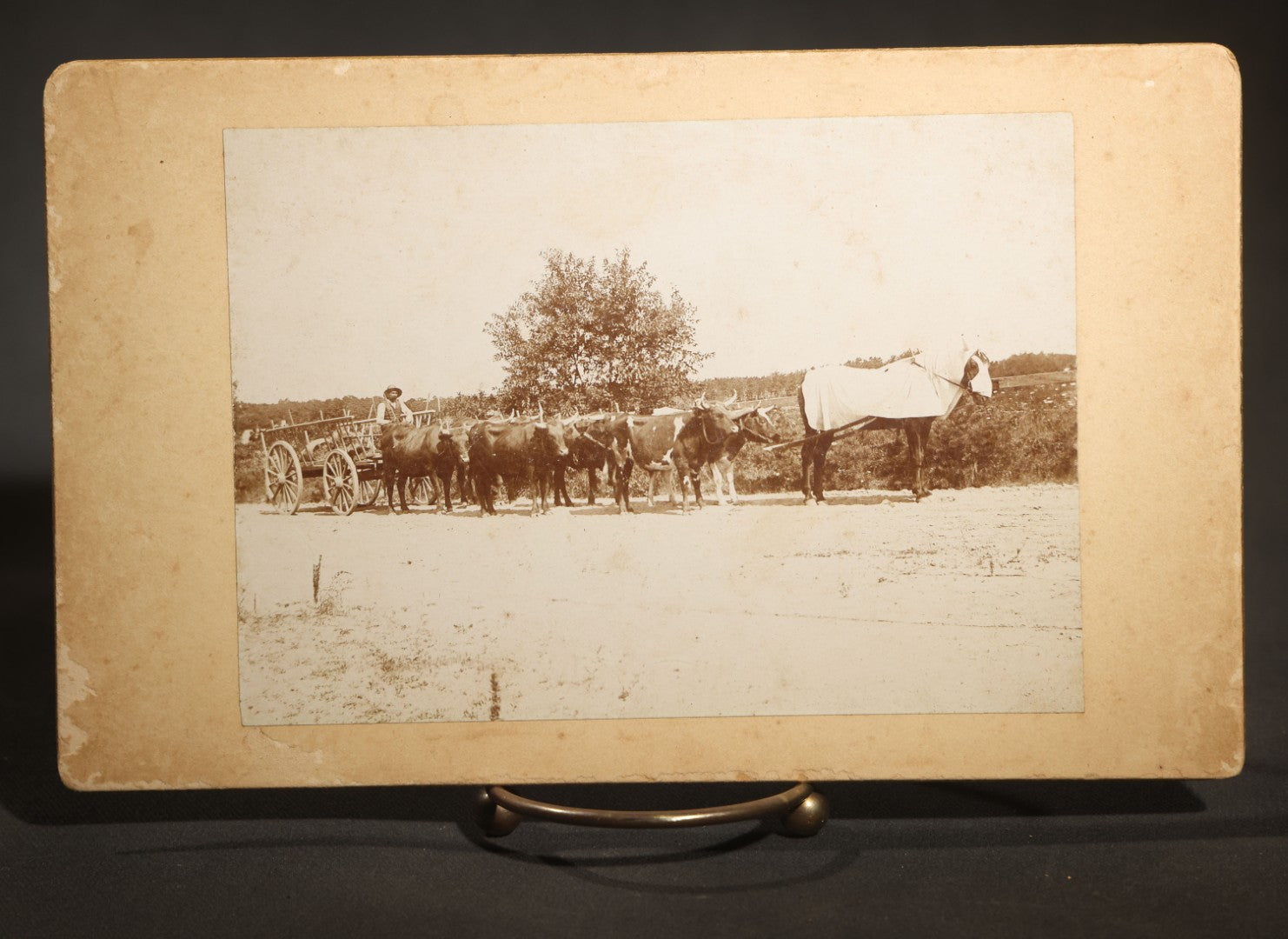 Antique Board-Mounted Occupational Photograph of a Portuguese Farmer with a Team of Oxen and Cart, Inscribed "Team of Oxen, Portuguese Farmer"