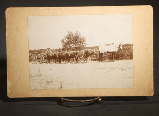 Antique Board-Mounted Occupational Photograph of a Portuguese Farmer with a Team of Oxen and Cart, Inscribed "Team of Oxen, Portuguese Farmer"
