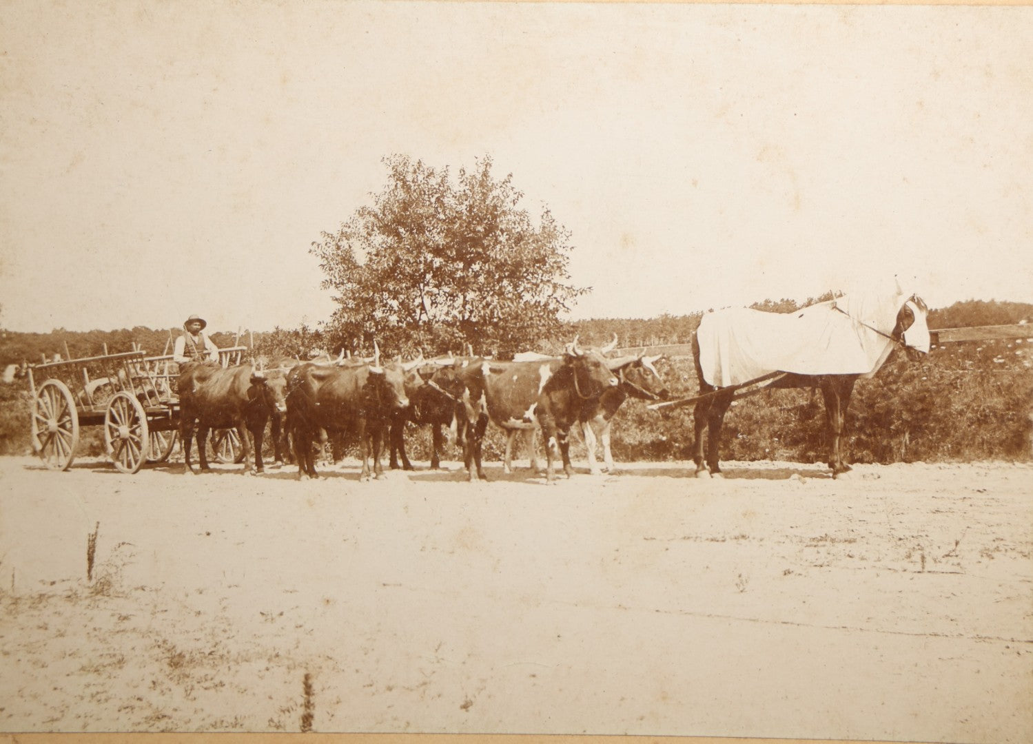 Antique Board-Mounted Occupational Photograph of a Portuguese Farmer with a Team of Oxen and Cart, Inscribed "Team of Oxen, Portuguese Farmer"