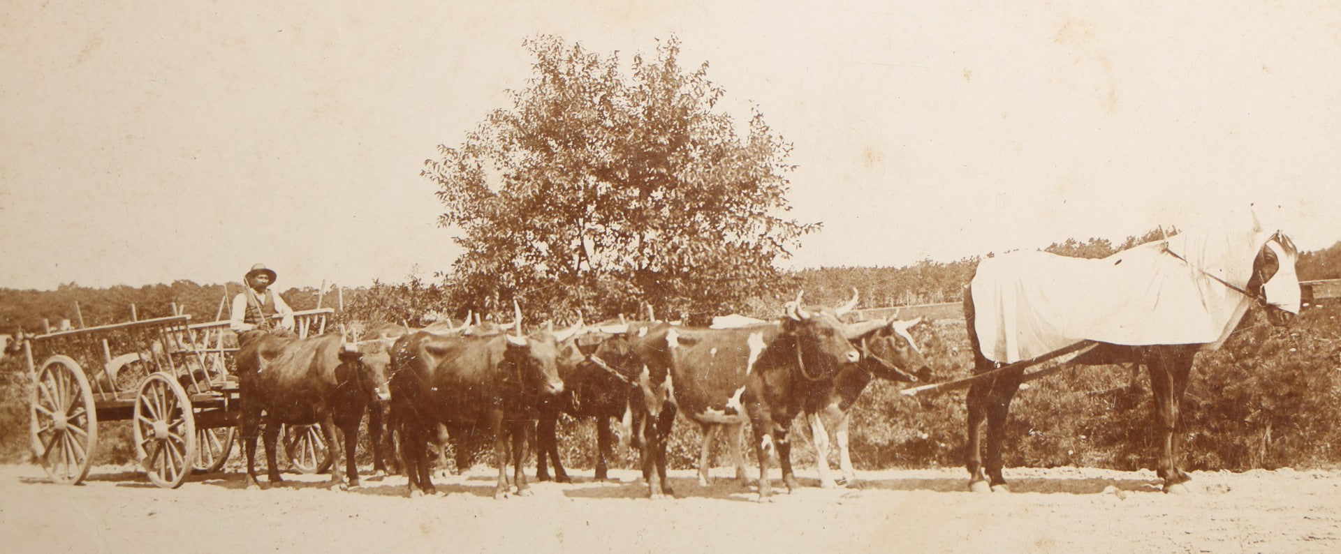 Antique Board-Mounted Occupational Photograph of a Portuguese Farmer with a Team of Oxen and Cart, Inscribed "Team of Oxen, Portuguese Farmer"