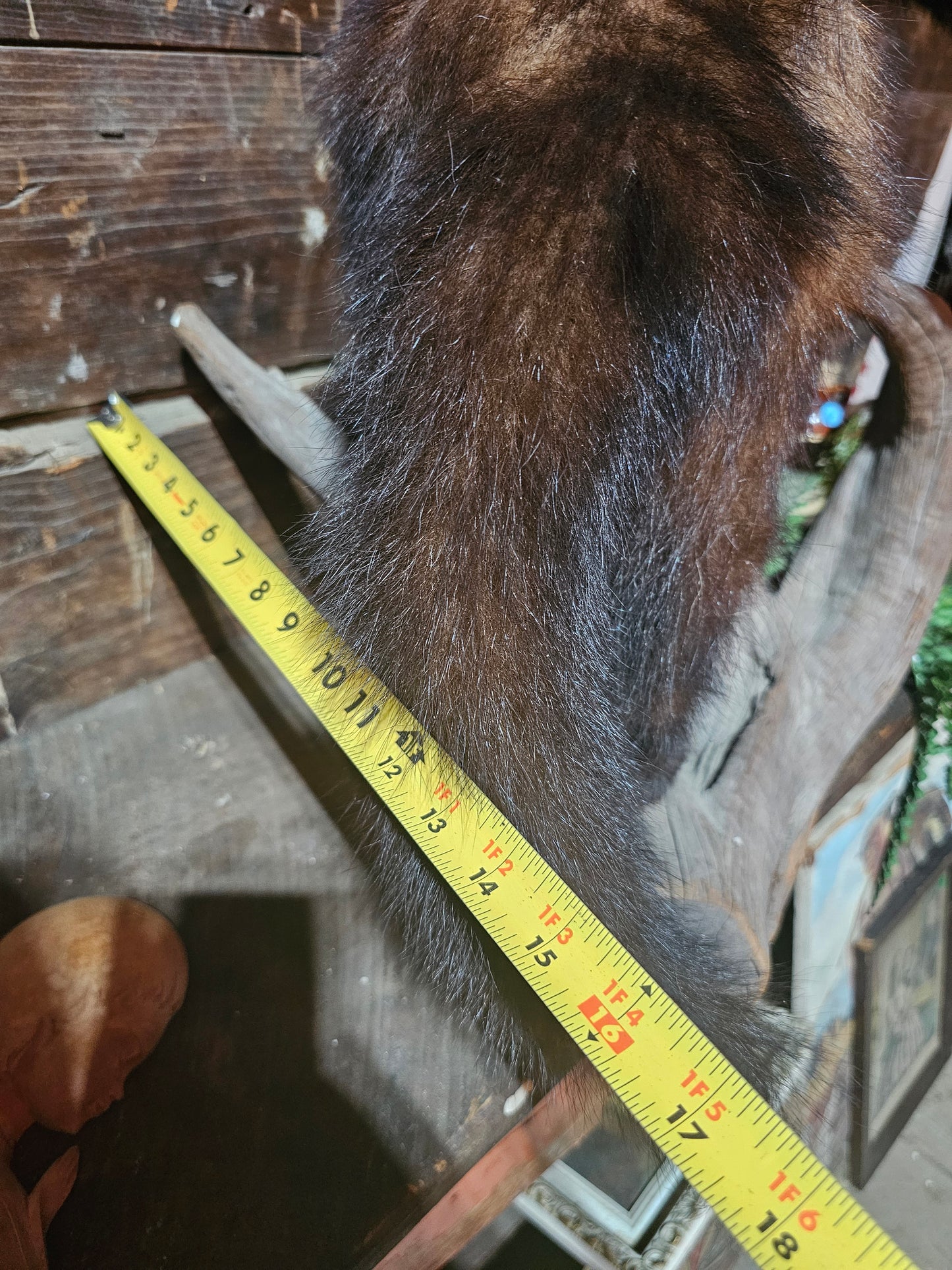 Fisher Cat Full Body Taxidermy Mount