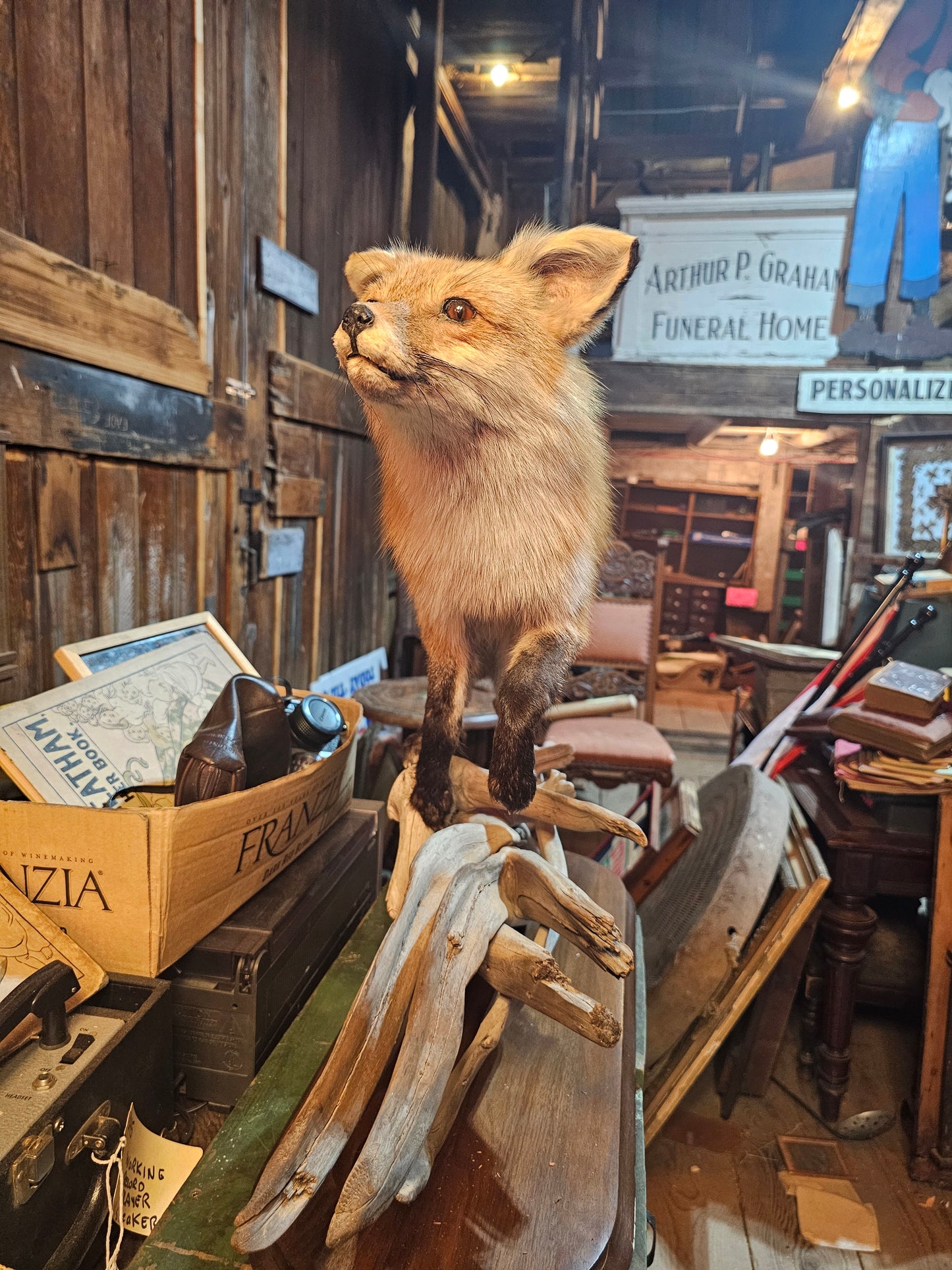 Red Fox Full Body Taxidermy Mount