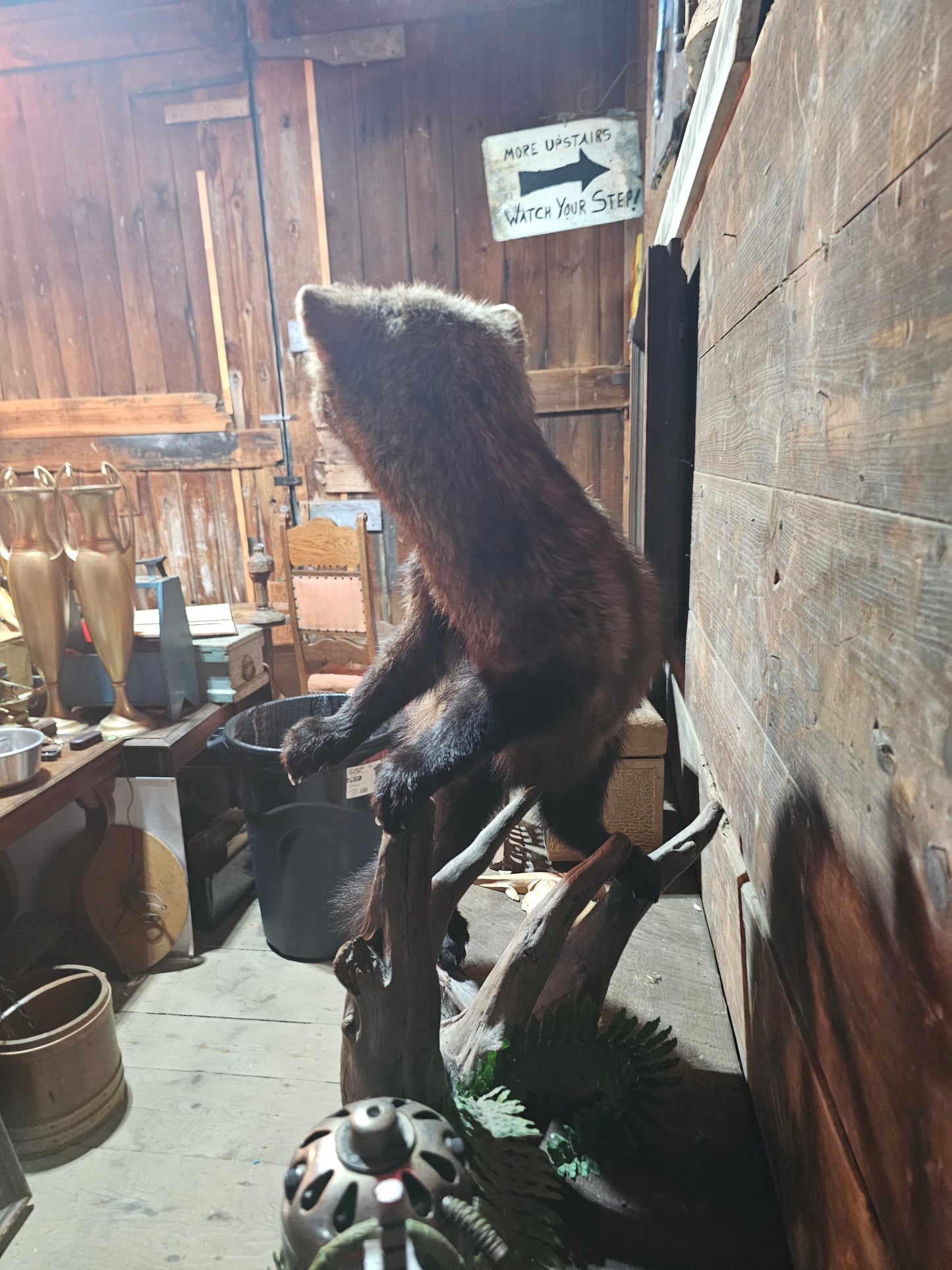 Fisher Cat Full Body Taxidermy Mount