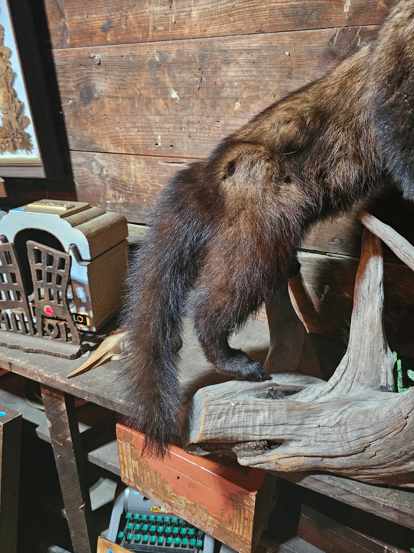 Fisher Cat Full Body Taxidermy Mount