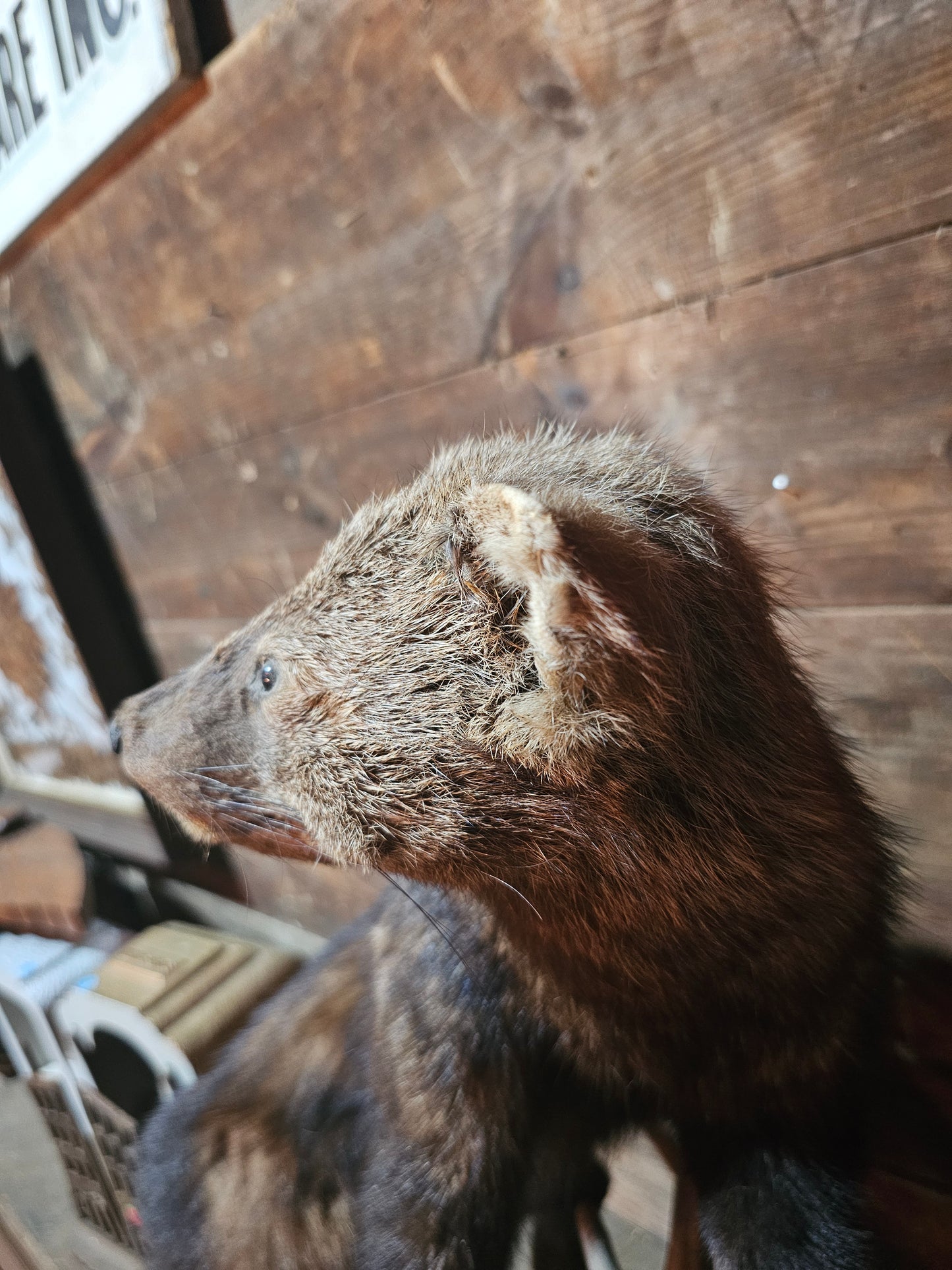 Fisher Cat Full Body Taxidermy Mount