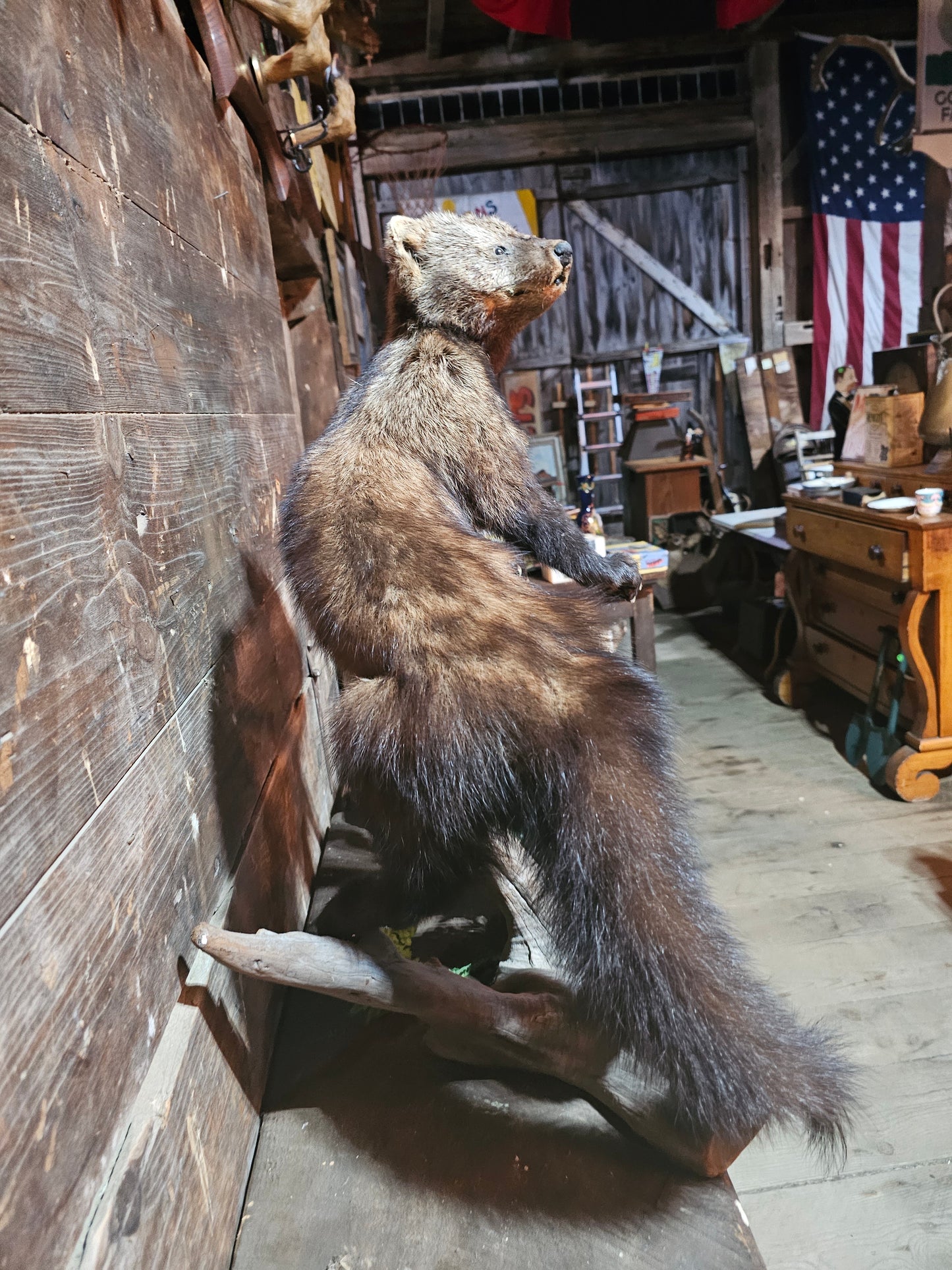 Fisher Cat Full Body Taxidermy Mount