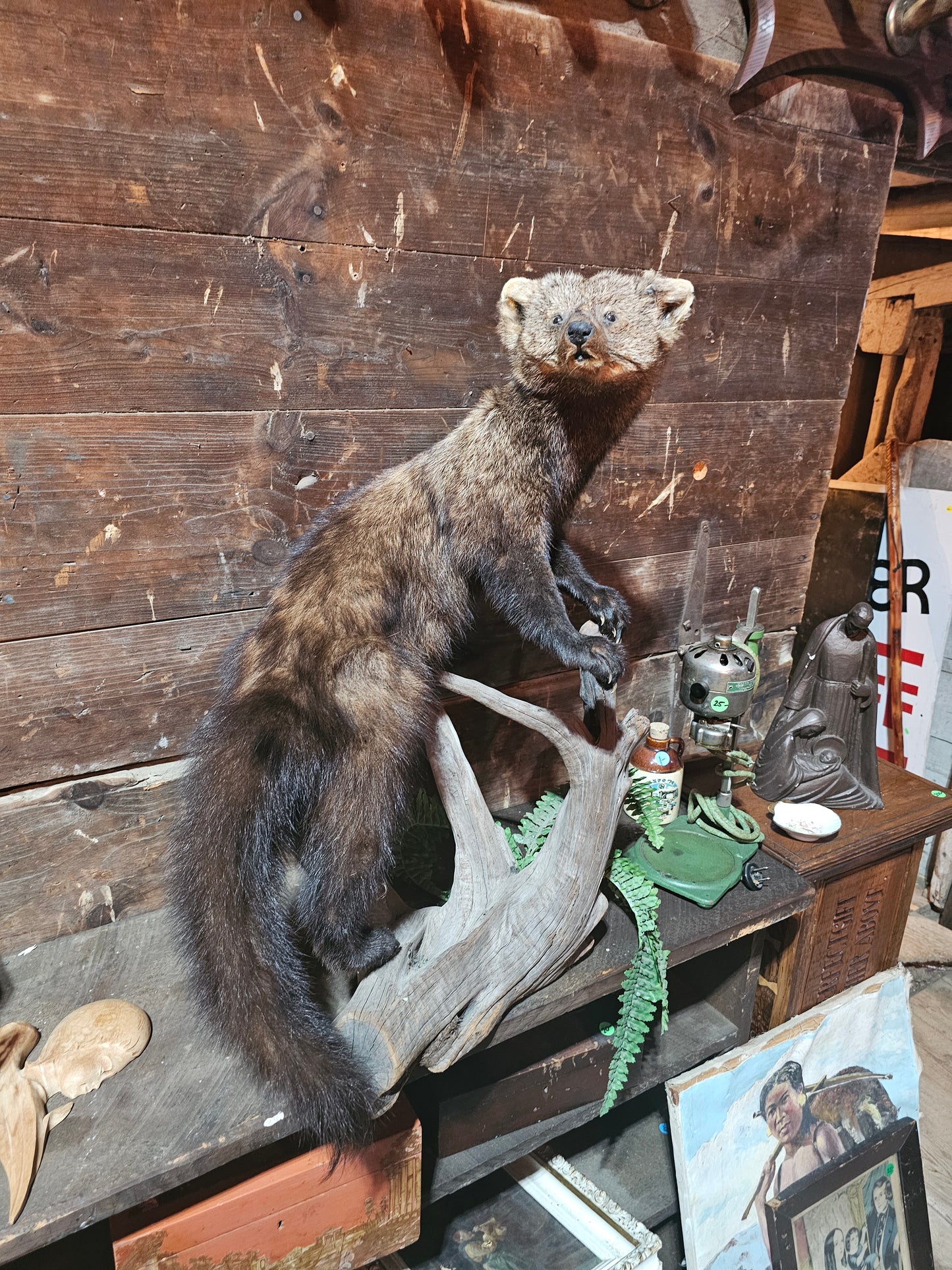 Fisher Cat Full Body Taxidermy Mount