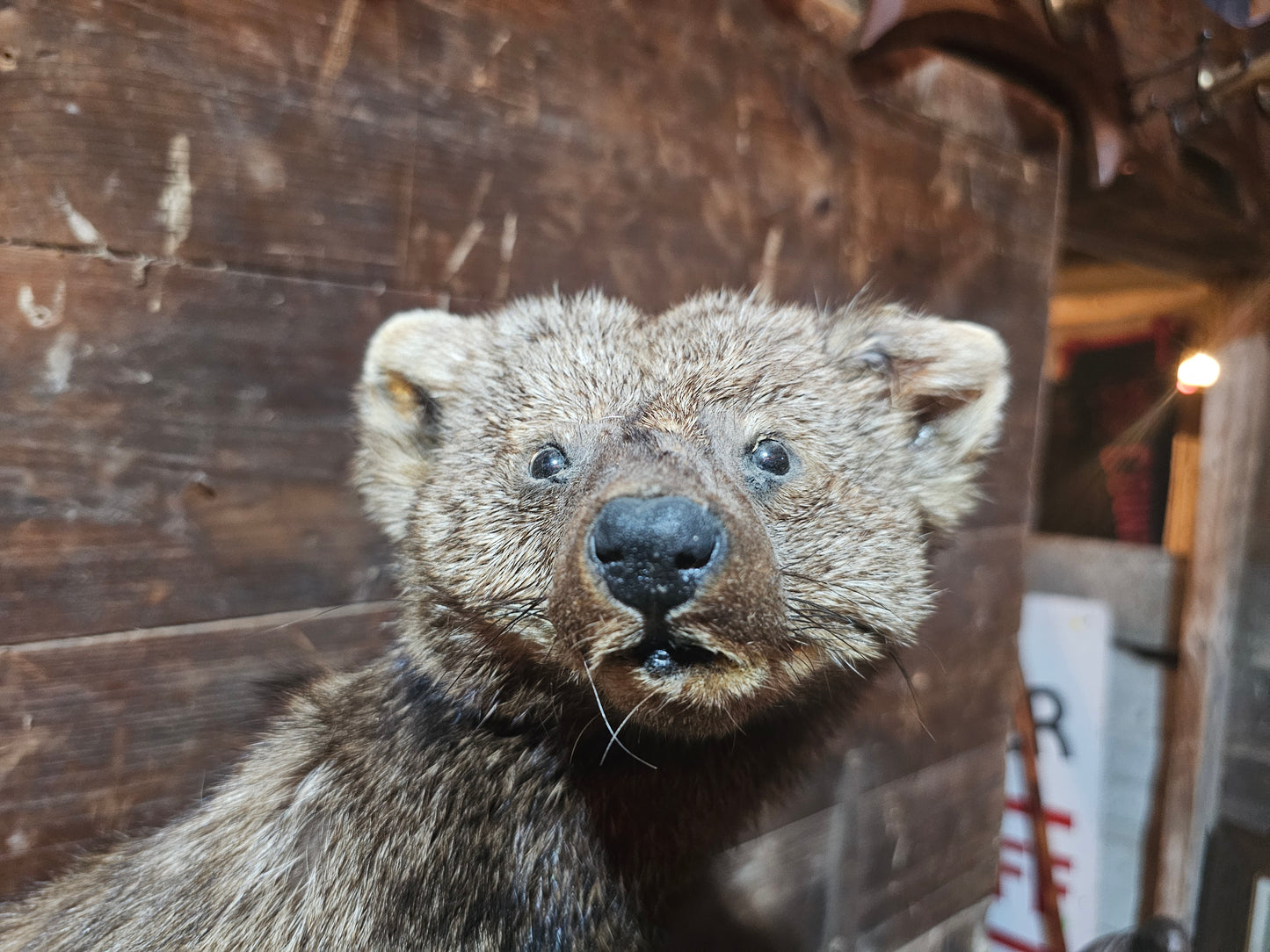 Fisher Cat Full Body Taxidermy Mount