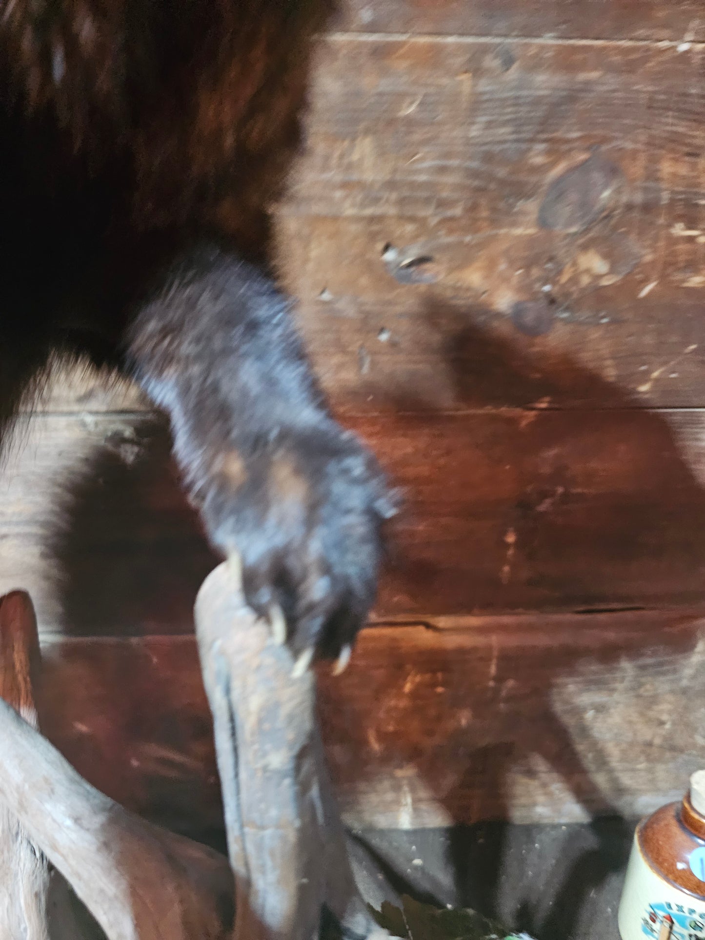 Fisher Cat Full Body Taxidermy Mount