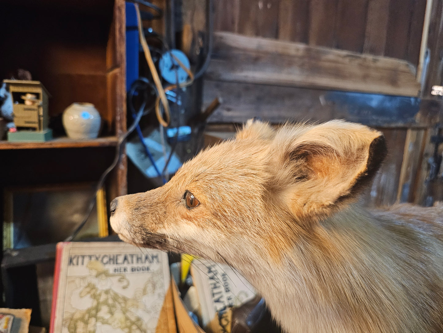 Red Fox Full Body Taxidermy Mount