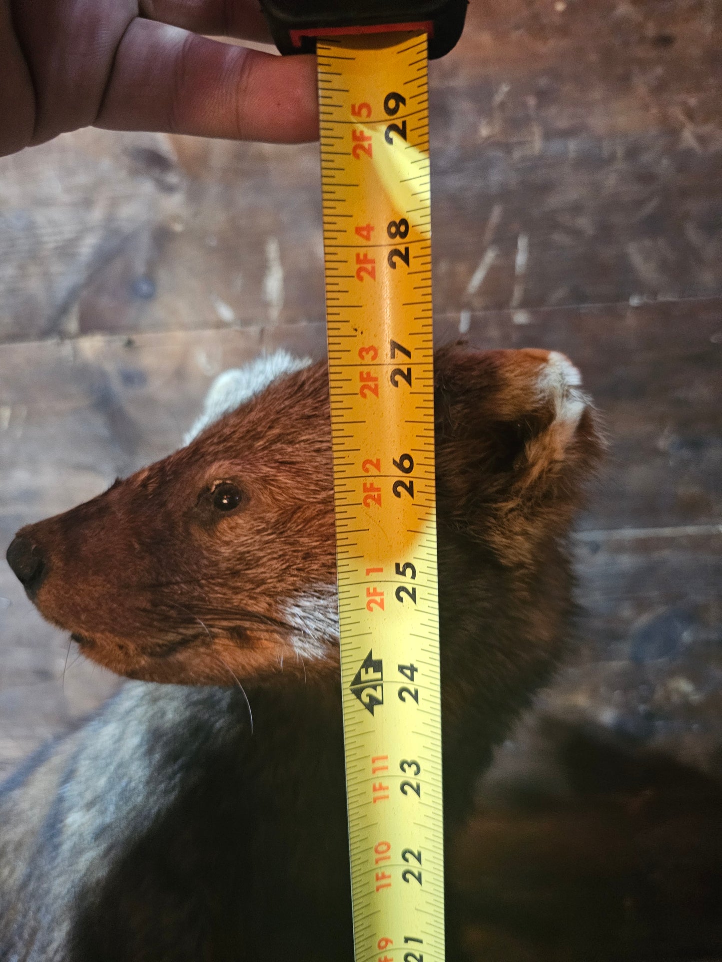 Fisher Cat Full Body Taxidermy Mount