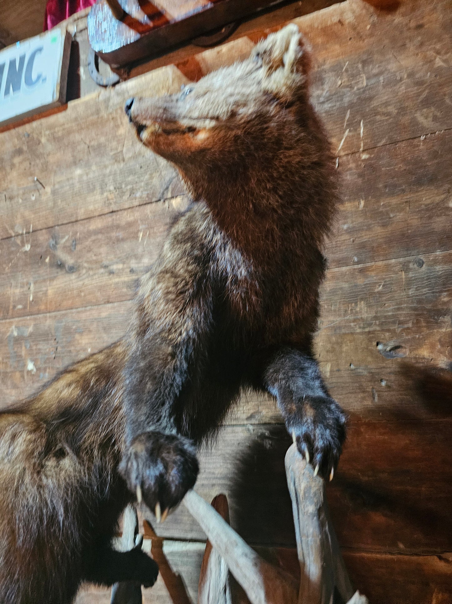 Fisher Cat Full Body Taxidermy Mount