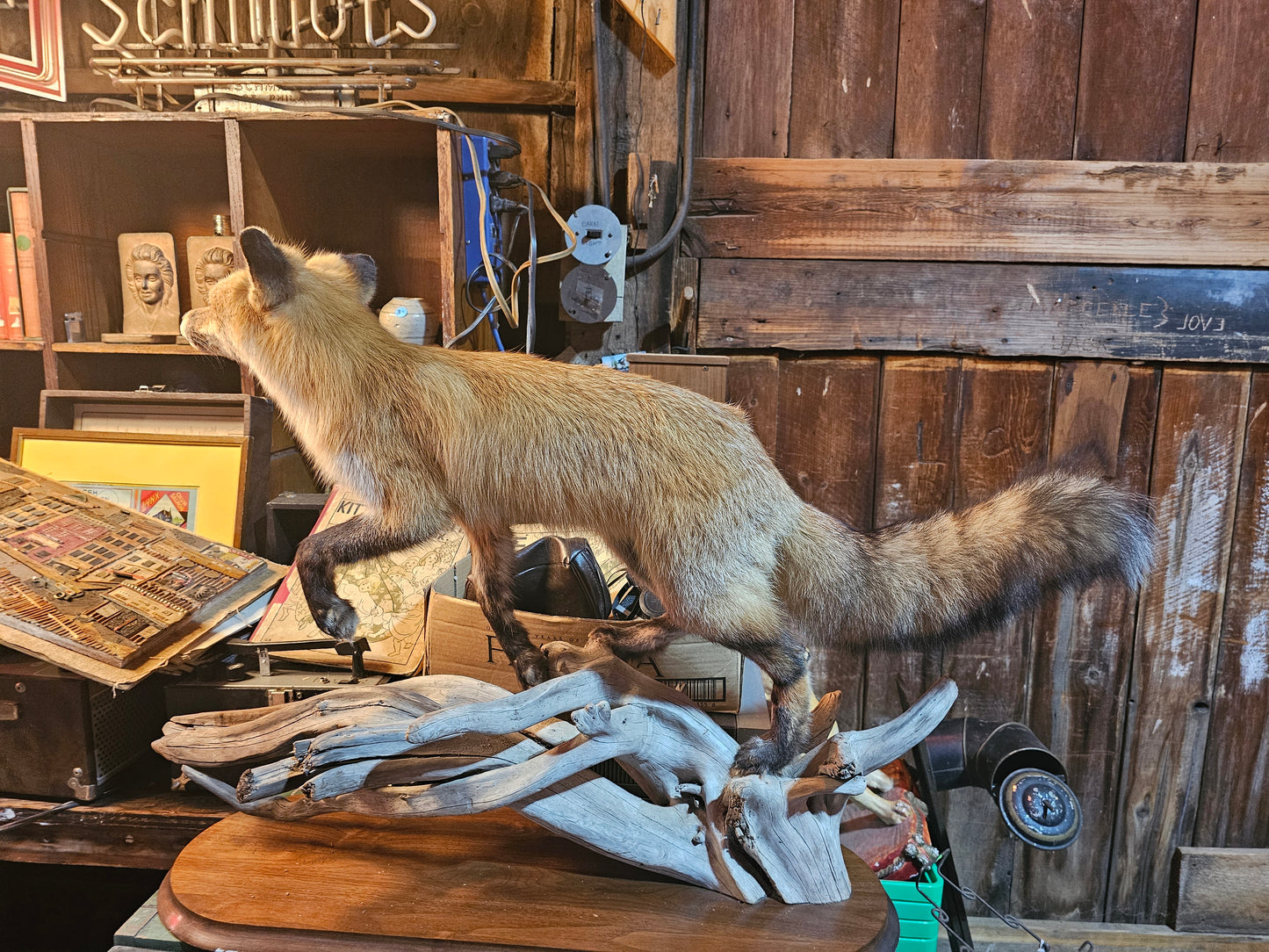 Red Fox Full Body Taxidermy Mount