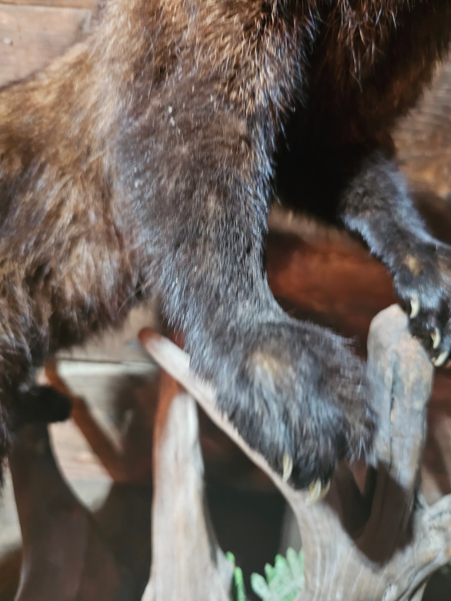 Fisher Cat Full Body Taxidermy Mount