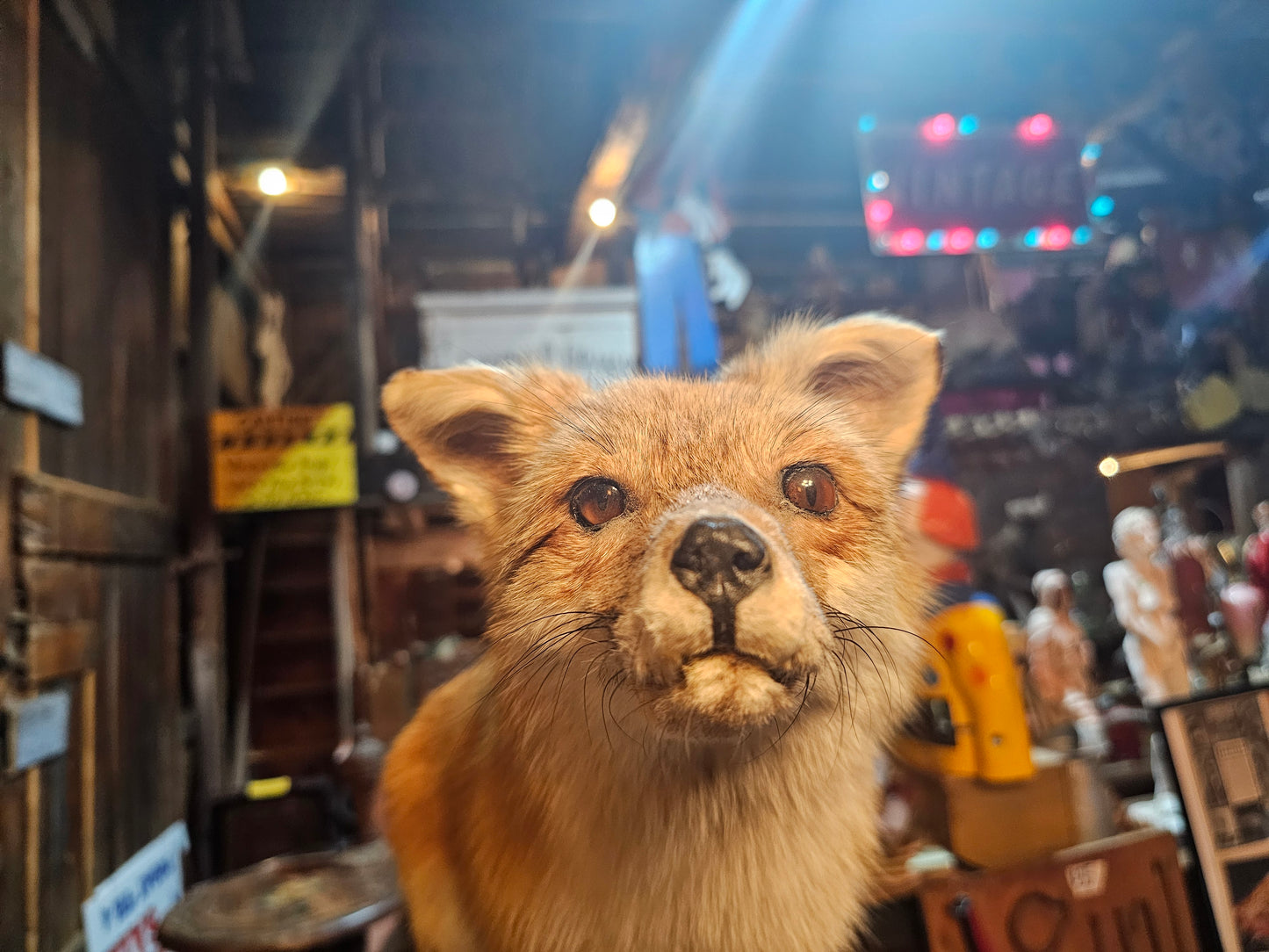 Red Fox Full Body Taxidermy Mount