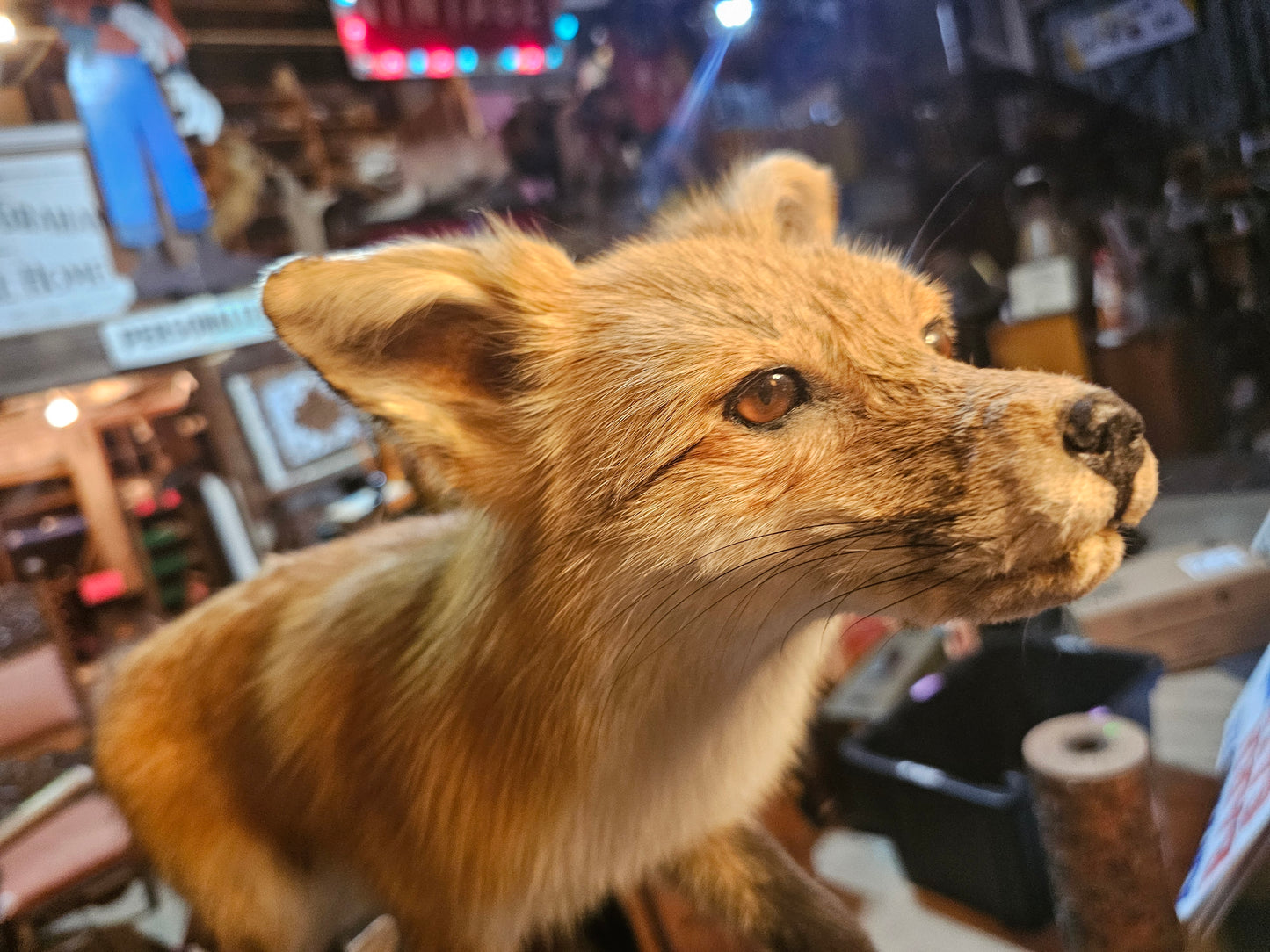 Red Fox Full Body Taxidermy Mount