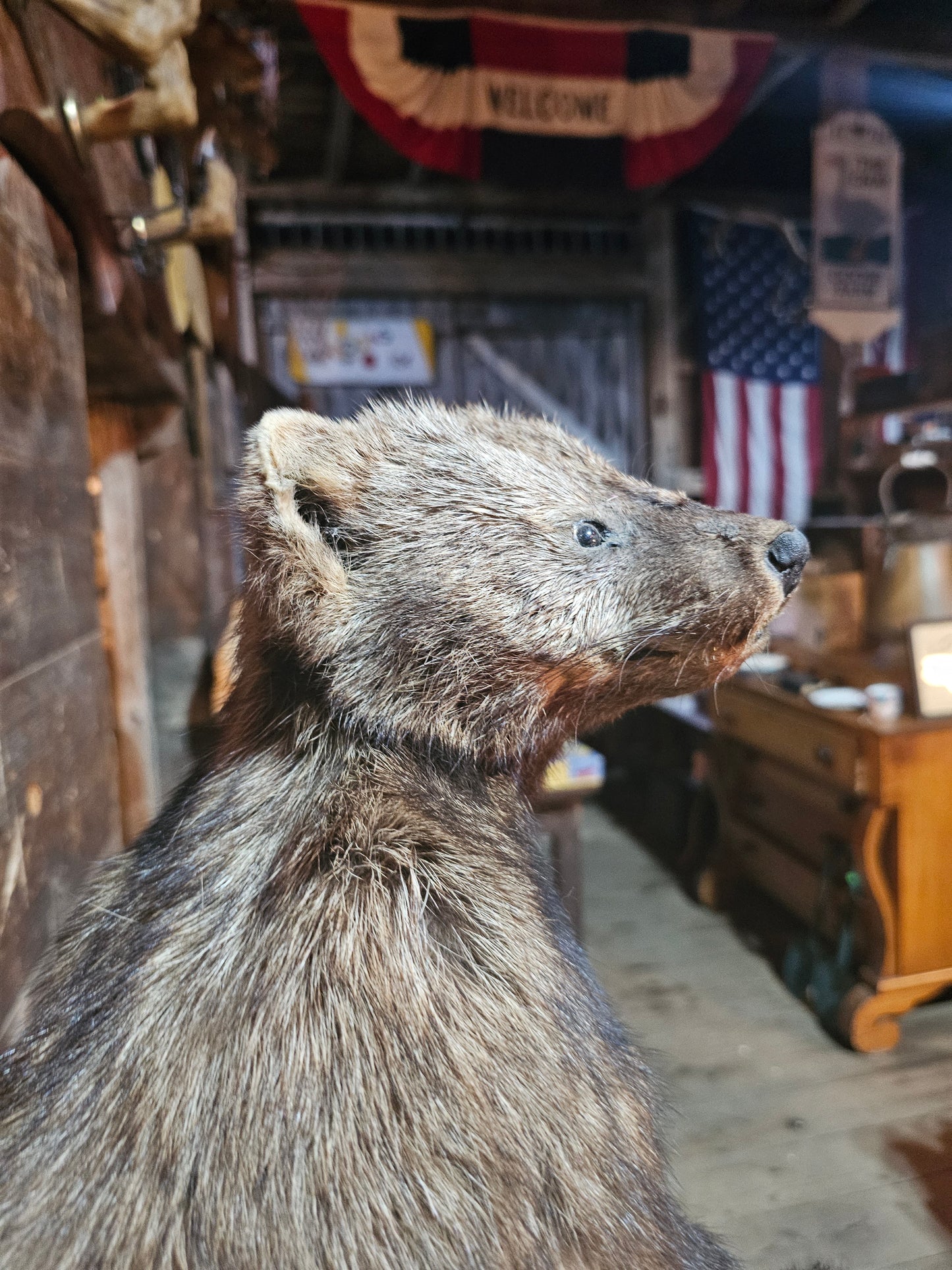 Fisher Cat Full Body Taxidermy Mount