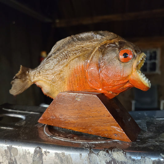 Vintage Real Taxidermy Piranha Fish