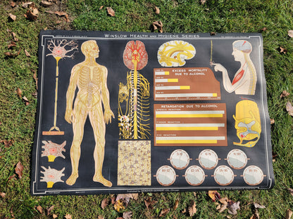 1930s Winslow Health and Hygiene Fabric Classroom Poster: The Nervous System