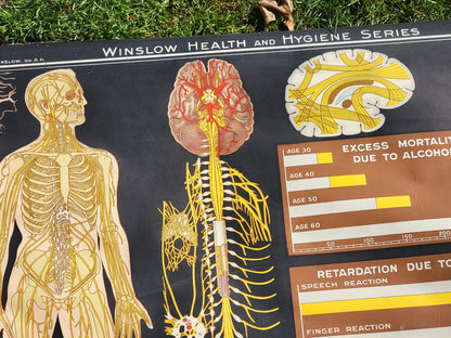 1930s Winslow Health and Hygiene Fabric Classroom Poster: The Nervous System