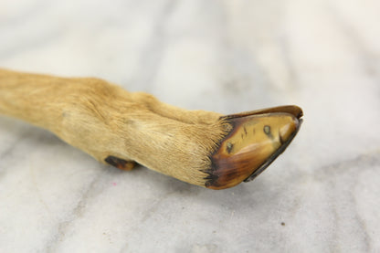 Novelty Taxidermy Deer Paw Hoof Leg Knife and Letter Opener with Sterling Silver