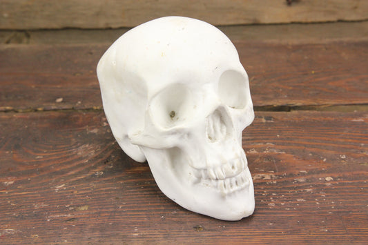 Solid Plaster Human Skull Replica