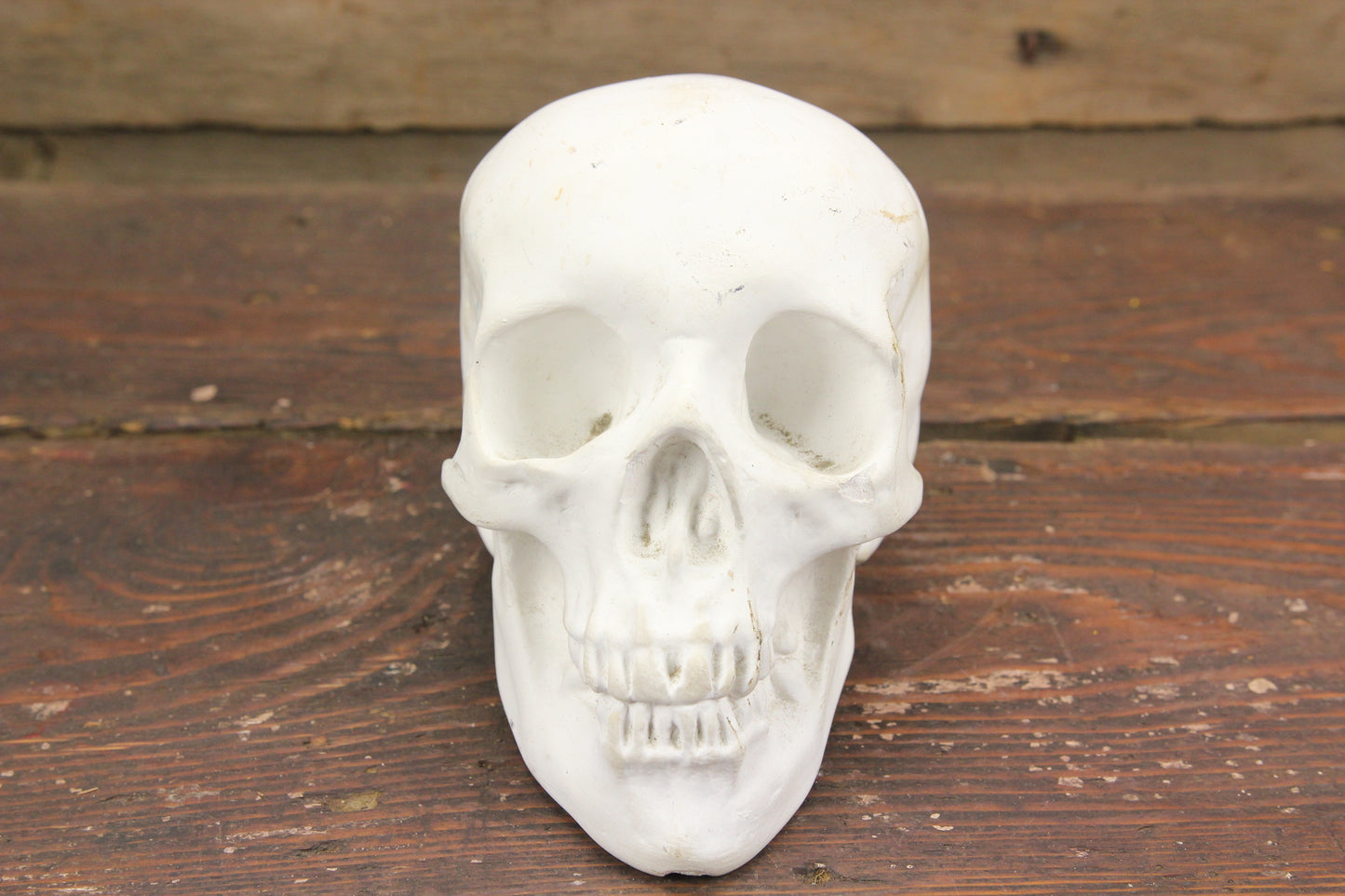 Solid Plaster Human Skull Replica