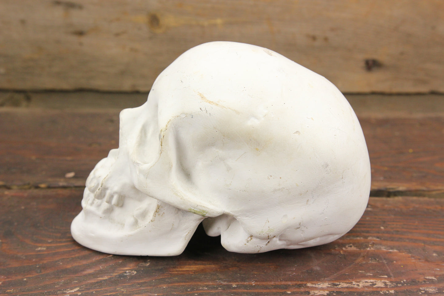 Solid Plaster Human Skull Replica