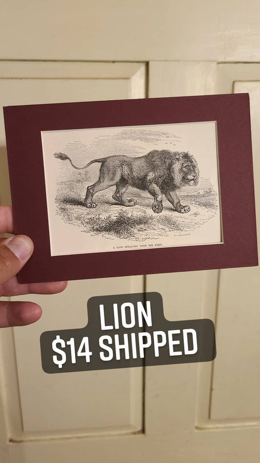 lion etching