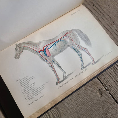 Diseases of the Horse Book, 1903