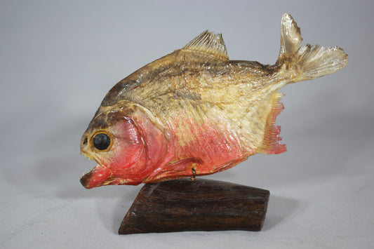 Piranha Taxidermy Mounted on Wood Base