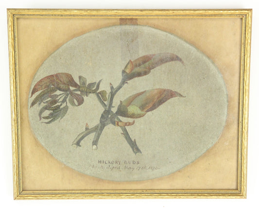 Hickory Buds Original Painting by David Clarkson East, 1873 - 10.25 x 8.25"