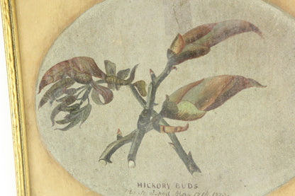 Hickory Buds Original Painting by David Clarkson East, 1873 - 10.25 x 8.25"