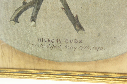 Hickory Buds Original Painting by David Clarkson East, 1873 - 10.25 x 8.25"