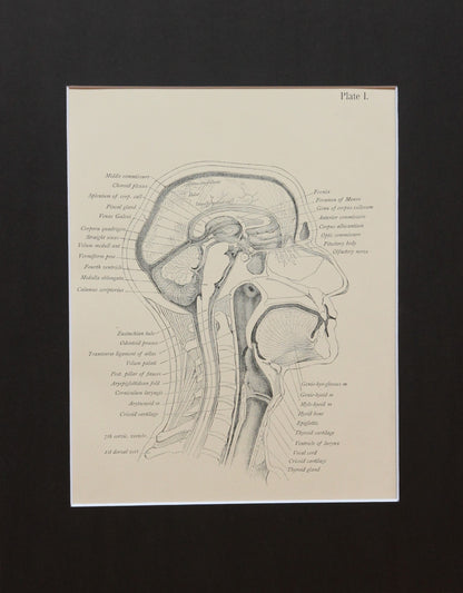 Matted Antique (c.1897) Anatomy Print, Plate I: The Head and Neck