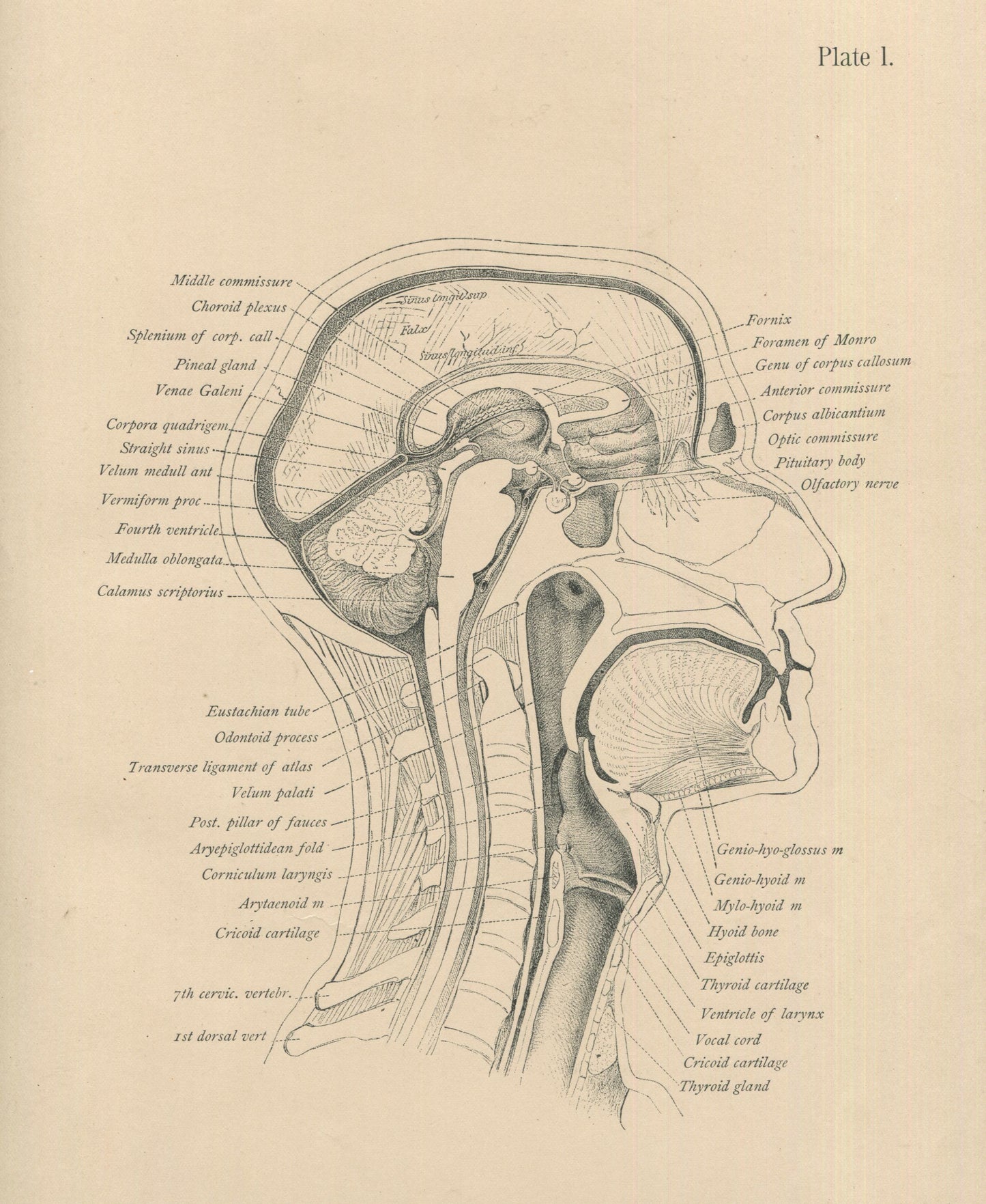 Matted Antique (c.1897) Anatomy Print, Plate I: The Head and Neck