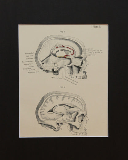 Matted Antique (c.1897) Anatomy Print, Plate II: The Skull