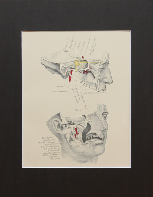 Matted Antique (c.1897) Anatomy Print, Plate III: Base of the Skull