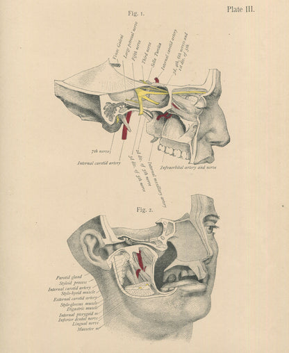 Matted Antique (c.1897) Anatomy Print, Plate III: Base of the Skull