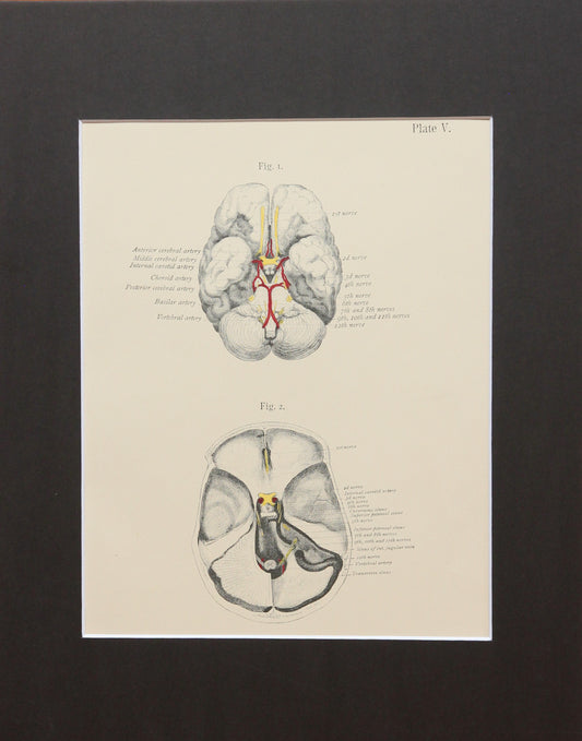 Matted Antique (c.1897) Anatomy Print, Plate V: Base of the Brain and Skull
