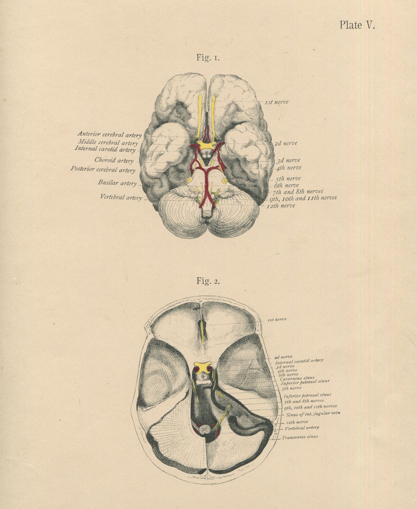 Matted Antique (c.1897) Anatomy Print, Plate V: Base of the Brain and Skull
