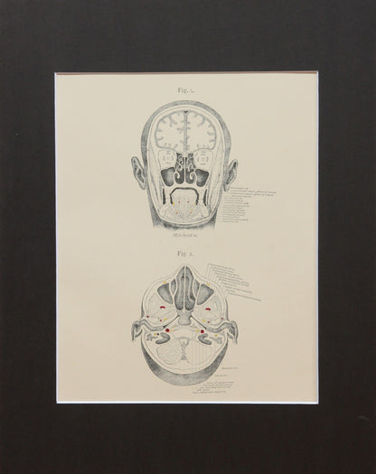 Matted Antique (c.1897) Anatomy Print, Plate VII: Sections of the Head