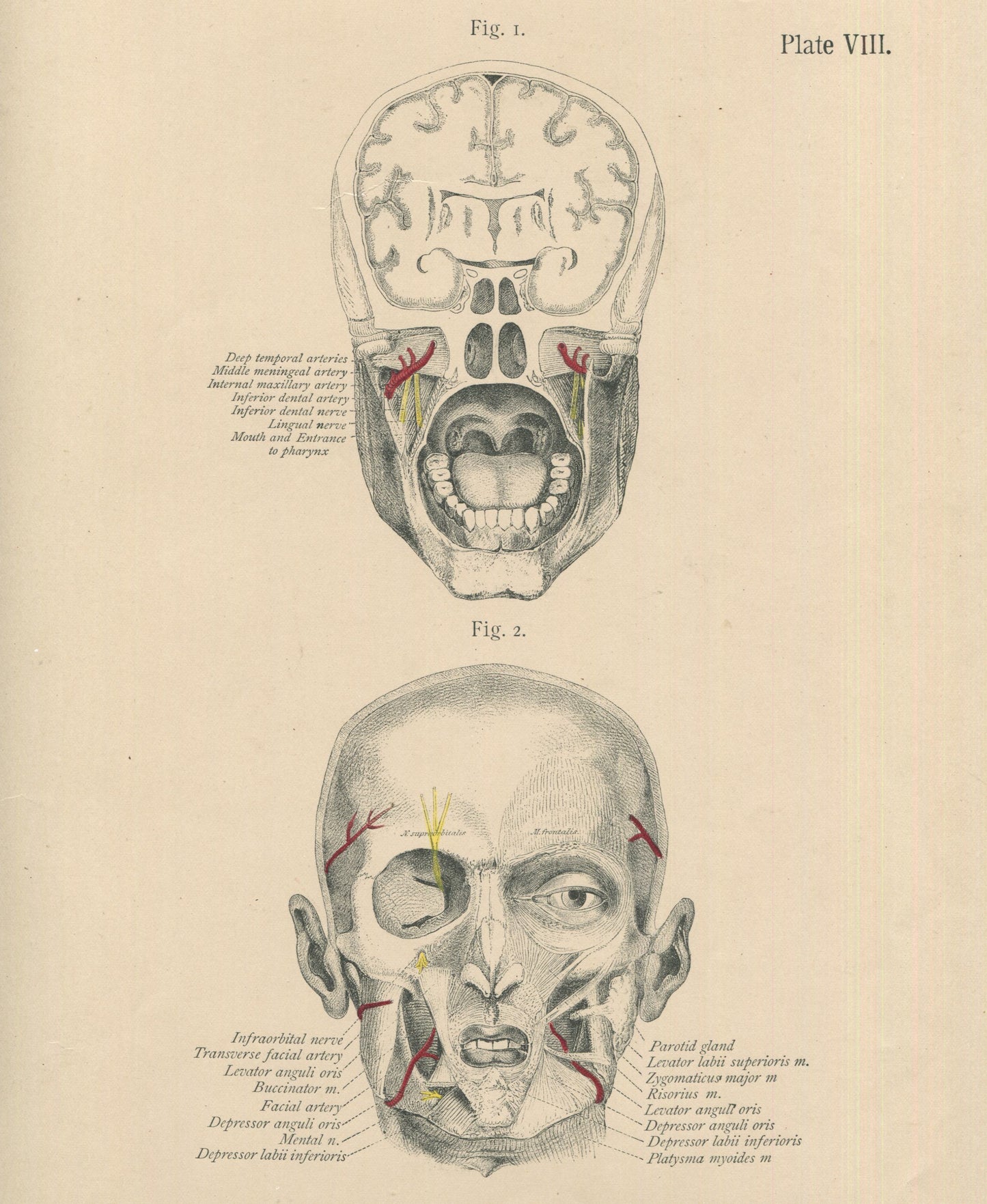 Matted Antique (c.1897) Anatomy Print, Plate VIII: The Skull and Face