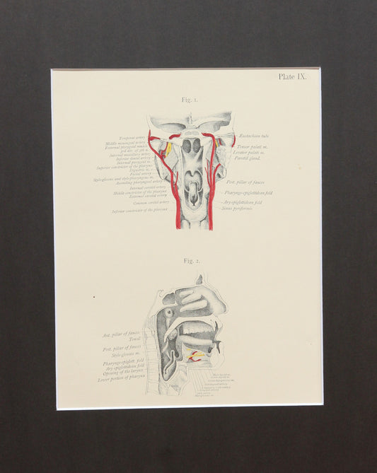 Matted Antique (c.1897) Anatomy Print, Plate IX: Pharynx, Mouth, Nasal Cavity